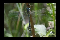 Caliaeschna microstigma, thumbnail 15 / 20