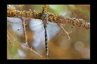 Caliaeschna microstigma, thumbnail 16 / 20