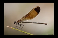 Calopteryx haemorrhoidalis, thumbnail 1 / 20