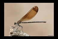 Calopteryx haemorrhoidalis, thumbnail 4 / 20
