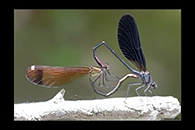 Calopteryx haemorrhoidalis, thumbnail 5 / 20