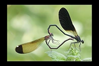 Calopteryx haemorrhoidalis, thumbnail 13 / 20