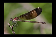Calopteryx haemorrhoidalis, thumbnail 15 / 20