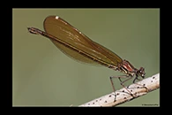 Calopteryx haemorrhoidalis, thumbnail 16 / 20