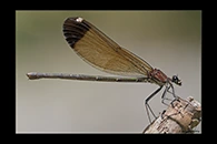 Calopteryx haemorrhoidalis, thumbnail 18 / 20