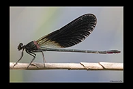 Calopteryx haemorrhoidalis, thumbnail 20 / 20