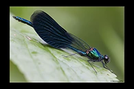 Calopteryx splendens, thumbnail 3 / 20