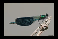 Calopteryx splendens, thumbnail 15 / 20