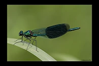 Calopteryx splendens, thumbnail 16 / 20
