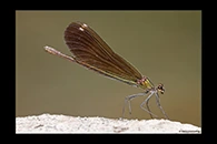 Calopteryx virgo, thumbnail 3 / 20