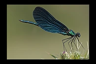 Calopteryx virgo, thumbnail 4 / 20