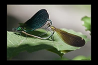 Calopteryx virgo, thumbnail 6 / 20