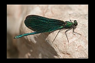 Calopteryx virgo, thumbnail 7 / 20