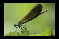 Calopteryx virgo, thumbnail 9 / 20