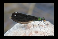 Calopteryx virgo, thumbnail 10 / 20