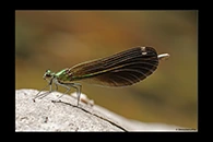 Calopteryx virgo, thumbnail 11 / 20
