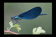 Calopteryx virgo, thumbnail 17 / 20
