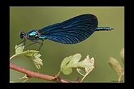 Calopteryx virgo, thumbnail 18 / 20