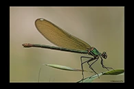 Calopteryx xanthostoma, thumbnail 7 / 20