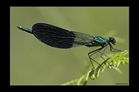 Calopteryx xanthostoma, thumbnail 15 / 20
