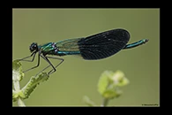 Calopteryx xanthostoma, thumbnail 17 / 20
