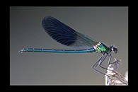 Calopteryx xanthostoma, thumbnail 18 / 20