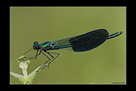 Calopteryx xanthostoma, thumbnail 19 / 20
