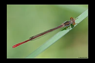 Ceriagrion georgifreyi, thumbnail 1 / 20