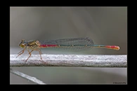 Ceriagrion georgifreyi, thumbnail 3 / 20