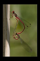 Ceriagrion georgifreyi, thumbnail 5 / 20