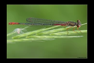 Ceriagrion georgifreyi, thumbnail 7 / 20