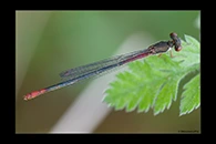 Ceriagrion georgifreyi, thumbnail 8 / 20