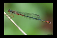 Ceriagrion georgifreyi, thumbnail 12 / 20