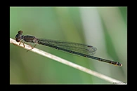 Ceriagrion georgifreyi, thumbnail 13 / 20