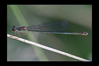 Ceriagrion georgifreyi, thumbnail 14 / 20