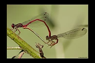 Ceriagrion georgifreyi, thumbnail 16 / 20