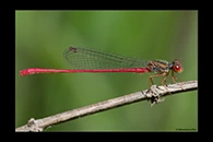 Ceriagrion georgifreyi, thumbnail 19 / 20