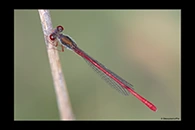 Ceriagrion tenellum, thumbnail 13 / 20