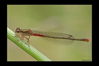 Ceriagrion tenellum, thumbnail 17 / 20