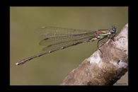 Chalcolestes parvidens, thumbnail 1 / 20