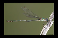 Chalcolestes parvidens, thumbnail 2 / 20