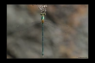 Chalcolestes parvidens, thumbnail 4 / 20