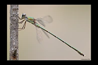 Chalcolestes parvidens, thumbnail 6 / 20
