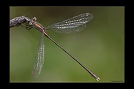 Chalcolestes parvidens, thumbnail 7 / 20