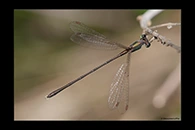 Chalcolestes parvidens, thumbnail 10 / 20