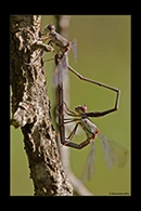 Chalcolestes parvidens, thumbnail 11 / 20