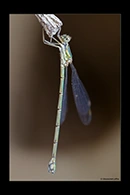 Chalcolestes parvidens, thumbnail 13 / 20