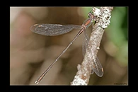 Chalcolestes parvidens, thumbnail 14 / 20