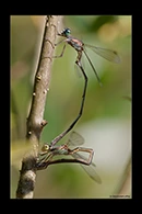 Chalcolestes parvidens, thumbnail 16 / 20