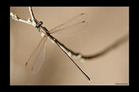 Chalcolestes parvidens, thumbnail 19 / 20